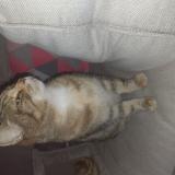 Picture of cat found at Frontignan