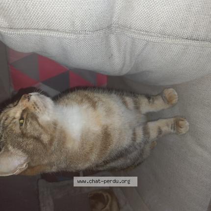 Photo 1/1 Found cat Found in Frontignan