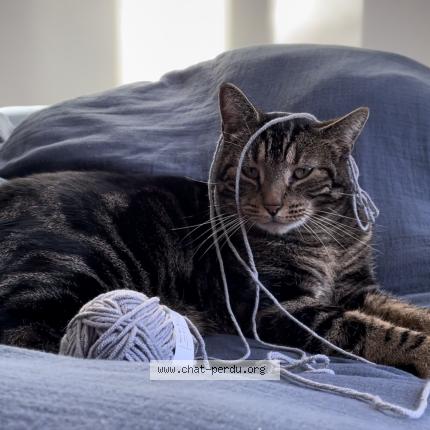 Photo 1/1 MOUKI Chat lost in Vergeroux