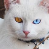 Picture of cat lost at Mondonville