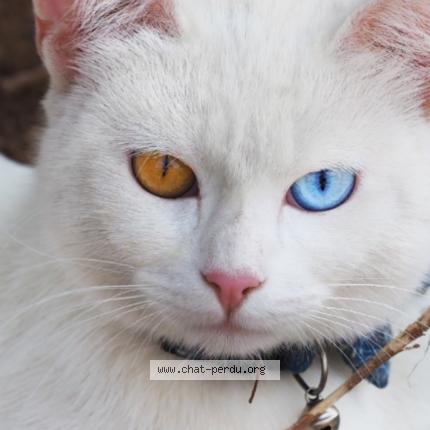 Photo 1/1 Ange Chat lost in Mondonville