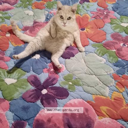 Photo 1/1 DIVA Chat lost in Budos