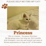 Picture of cat lost at Nairobi