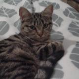 Picture of cat lost at Lalizolle