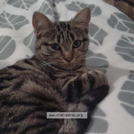 Photo 1/1 Pixelle Chat lost in Lalizolle