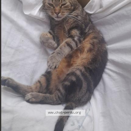 Photo 1/1 Obamo Chat lost in Penfeld bohars