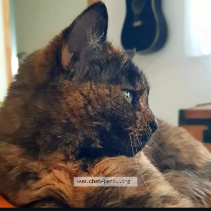 Photo 1/1 Java Chat lost in Rigarda