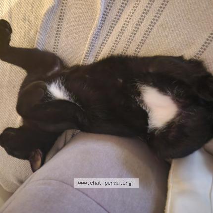 Photo 1/1 Titi Chat lost in Saint germain beaupre