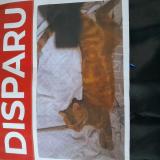 Picture of cat lost at Limeil Brevannes
