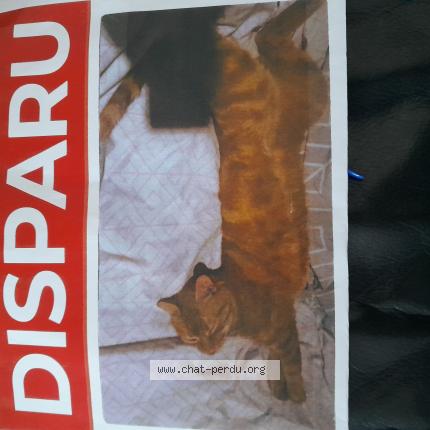 Photo 1/1 Tigroux Roux Chat lost in Limeil brevannes
