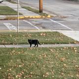 Picture of cat found at Kiel