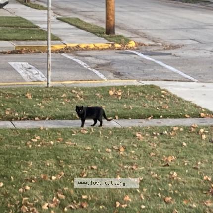 Photo 1/1 Found cat Found in Kiel