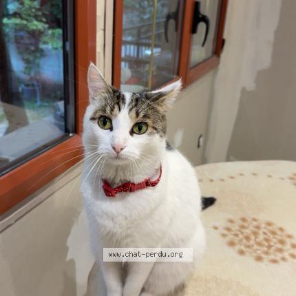 Photo 1/5 Mimi Chat lost in Drancy