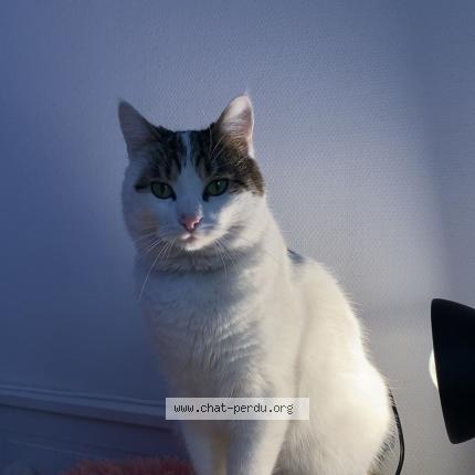 Photo 2/5 Mimi Chat lost in Drancy