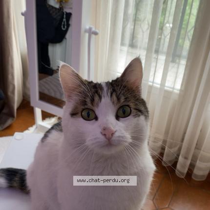 Photo 3/5 Mimi Chat lost in Drancy