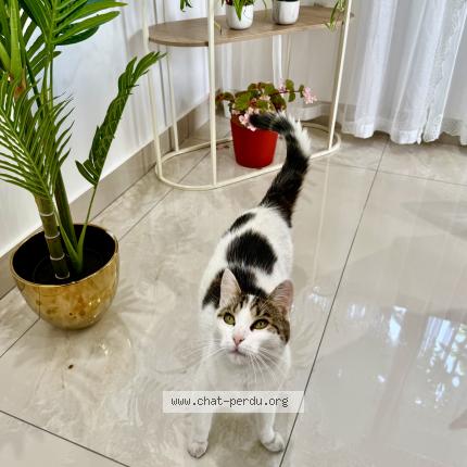 Photo 4/5 Mimi Chat lost in Drancy