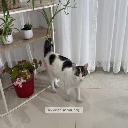 Photo 5/5 Mimi Chat lost in Drancy