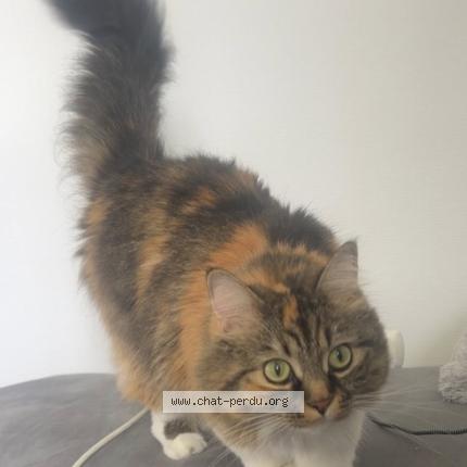 Photo 1/1 Twixy Chat lost in Boe