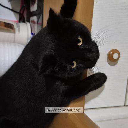 Photo 1/1 Cat reunited Found in St barthelemy d anjou