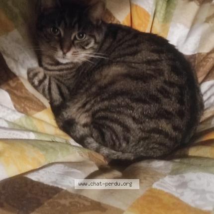 Photo 1/1 Pompon Chat lost in Vesoul