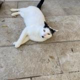 Picture of cat found at Villeneuve Sur Lot