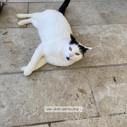 Photo 1/1 Found cat Found in Villeneuve sur lot