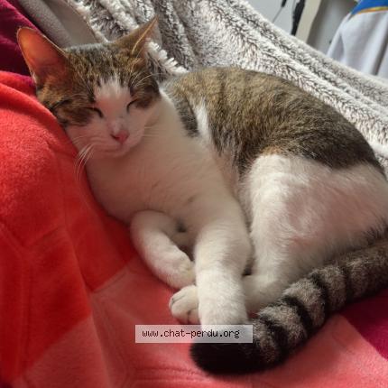 Photo 1/1 simba Chat lost in Rognonas