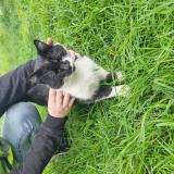 Picture of cat found at Rancon