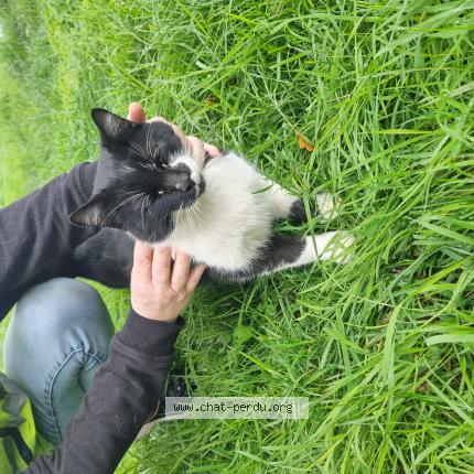 Photo 1/1 Found cat Found in Rancon