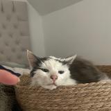 Picture of cat found at Vannes