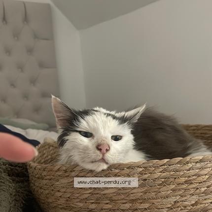 Photo 1/1 Found cat Found in Vannes