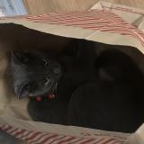 Picture of cat lost at Issoudun