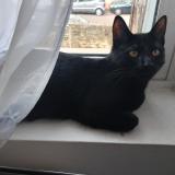 Picture of cat lost at Dijon