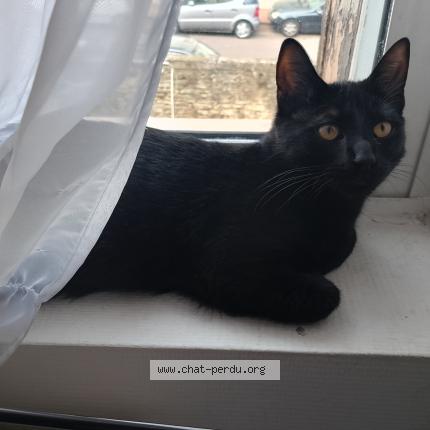 Photo 1/1 Minouche Chat lost in Dijon