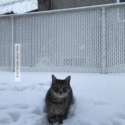 Photo 1/1 Mimi Chat lost in Sainte julie