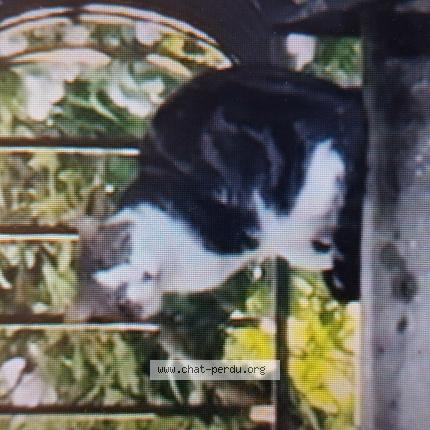 Photo 1/1 Found cat Found in Etiolles