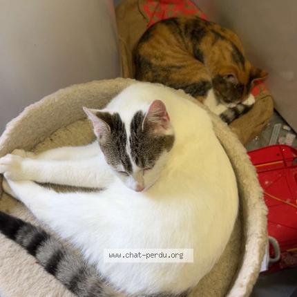 Photo 1/1 Bianca Chat lost in Spy