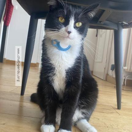 Photo 1/2 Cece Chat lost in Tremblay en france