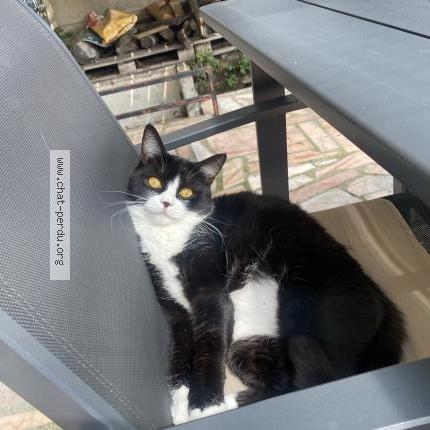 Photo 2/2 Cece Chat lost in Tremblay en france