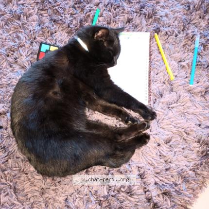 Photo 1/1 Isis Chat lost in Villages du lac de paladru