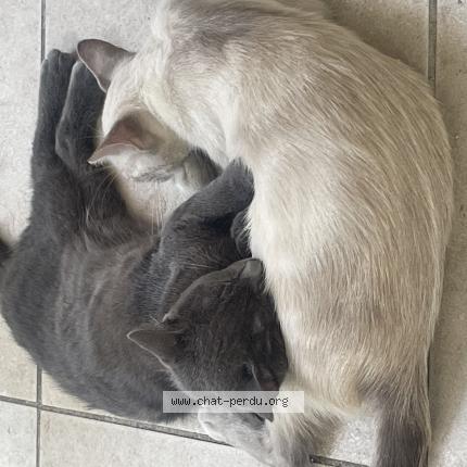 Photo 1/1 Ruby Chat lost in Montpellier