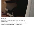 Photo of a cat found in Montevideo