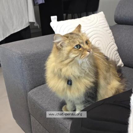 Photo 1/1 Vanille Chat lost in Saint meen le grand