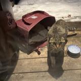 Picture of cat found at Montreal