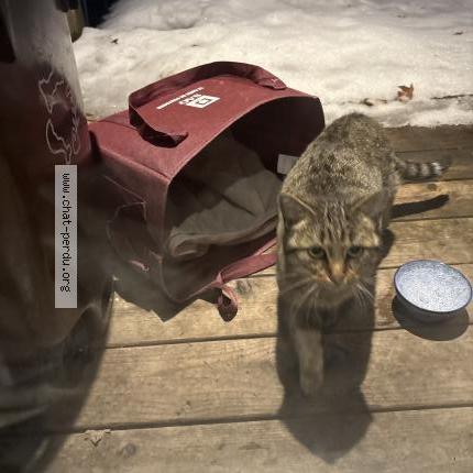 Photo 1/2 Found cat Found in Montreal