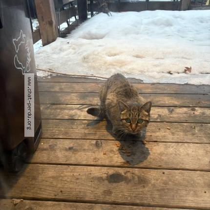 Photo 2/2 Found cat Found in Montreal