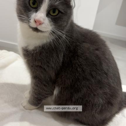 Photo 1/1 Taïko Chat lost in Bois guillaume