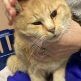 Picture of cat found at Grandvaux
