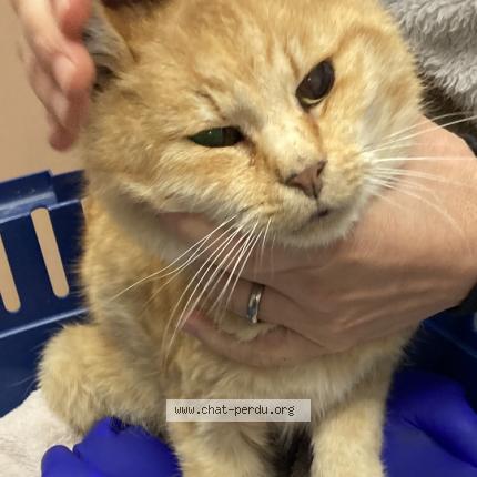 Photo 1/1 Found cat Found in Grandvaux