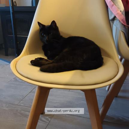 Photo 1/1 Onyx Chat lost in Tours